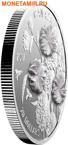  20  2017     (achillea ptarmica)..60 (,  1)