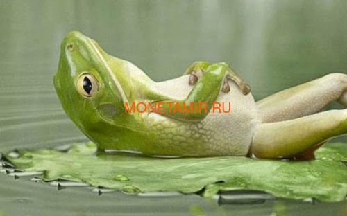 Палау 2 доллара 2013 Коралловопалая Литория серия Мир Лягушек (Palau 2$ 2013 Litoria Caerulea World of Frogs).Арт.000202848905/60 (фото, вид 4)