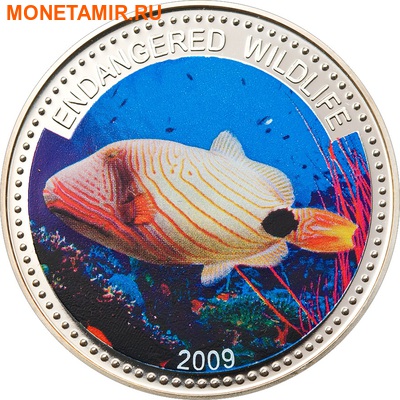  1  2009.   (Orange-lined Triggerfish)    ..60 ()
