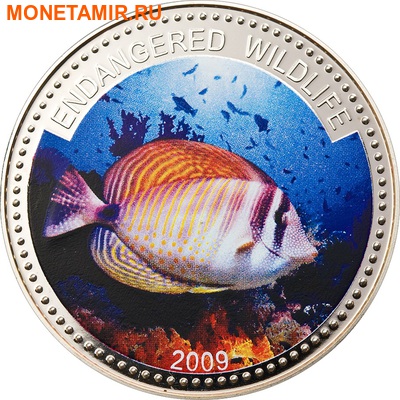  1  2009.  (Sailfin Tang)    ..60 ()