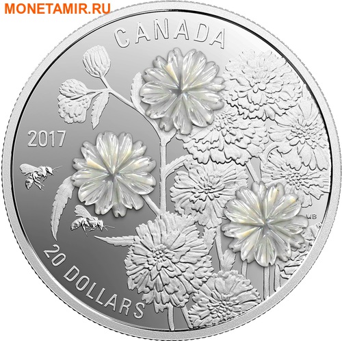  20  2017     (achillea ptarmica)..60 ()