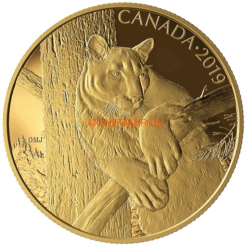  350  2019     (Canada 350$ 2019 Cougar Wildlife Portraits 35 gr Gold Proof Coin)..1295EK1.432600E/75 ()