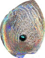  5  2012.   -   (Haliotis Iris)..000585142144/60