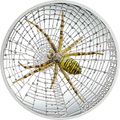 Острова Кука 5 долларов 2016 Паук-оса Великолепная жизнь (Cook Isl 5$ 2016 Magnificent Life Wasp Spider 1Oz 999 Silver).Арт.My/60