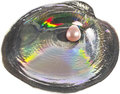  5  2013.    (cyrtonaias tampicoensis)..000300049200
