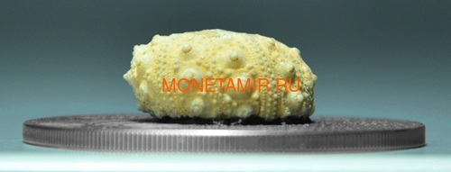  1000  2017      (Burkina Faso 1000FCFA 2017 Echinoidea Fossil Sea Urchin World of Evolution)..60 (,  1)