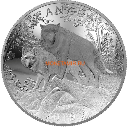  100  2019       (Canada 100$ 2019 Wolves Nature's Grandeur Series Piedfort Concave 10 oz Silver Coin)..67 ()