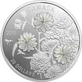  20  2017     (achillea ptarmica)..60